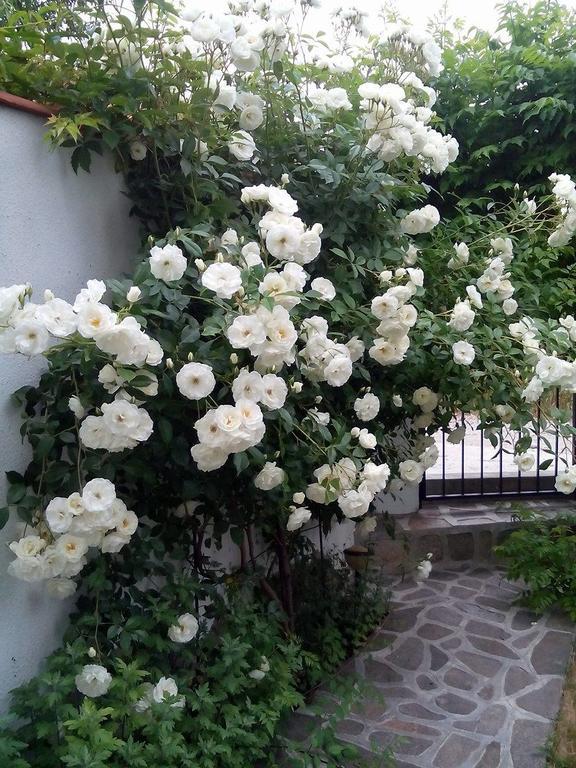 Guest House By The Captain Varna Exterior photo